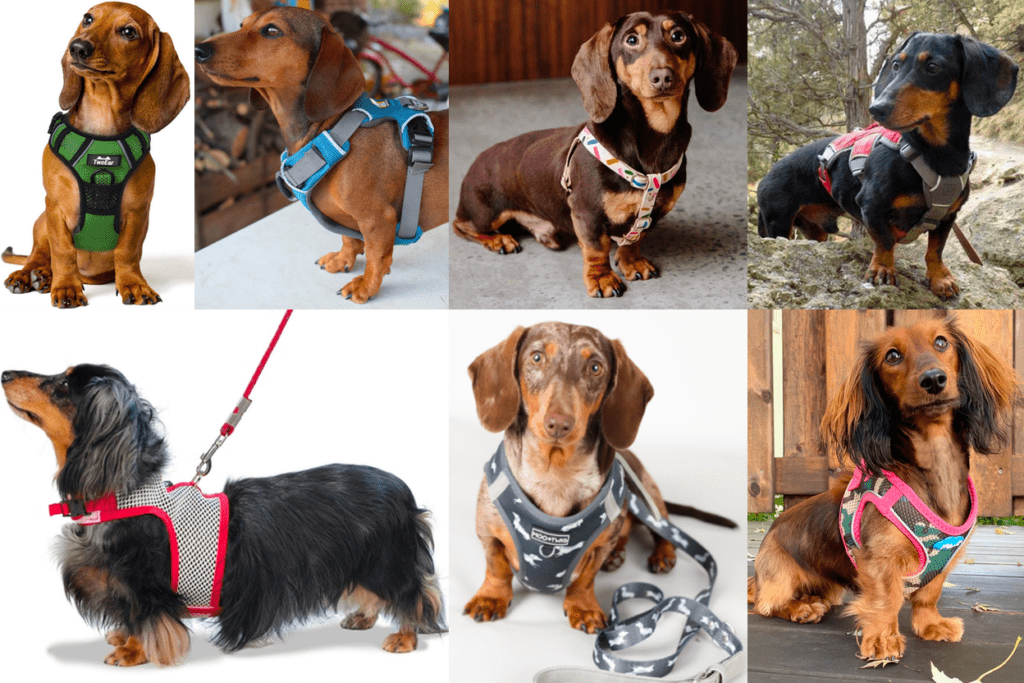 Top 16 Best Dachshund Harnesses for Safety, Style, and Support