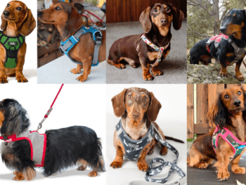 Best Dachshund Harness