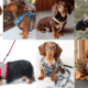 Best Dachshund Harness