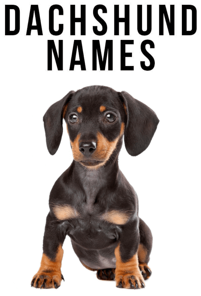 Best Unique Dachshund Names