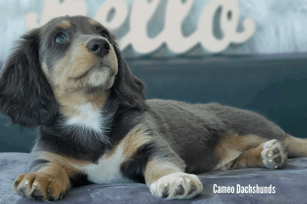 Cameo Dachshund Breeder in Florida