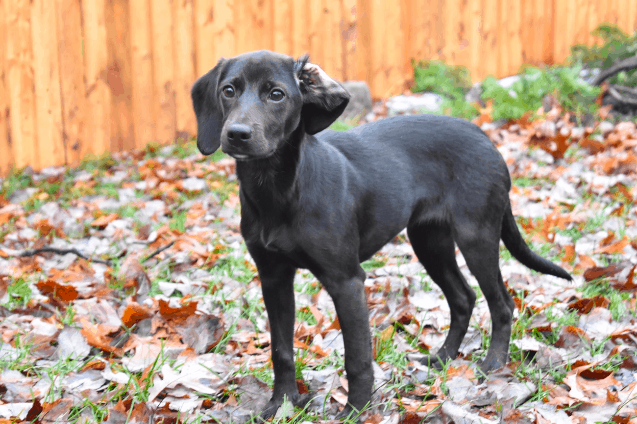 Dachsador Appearance