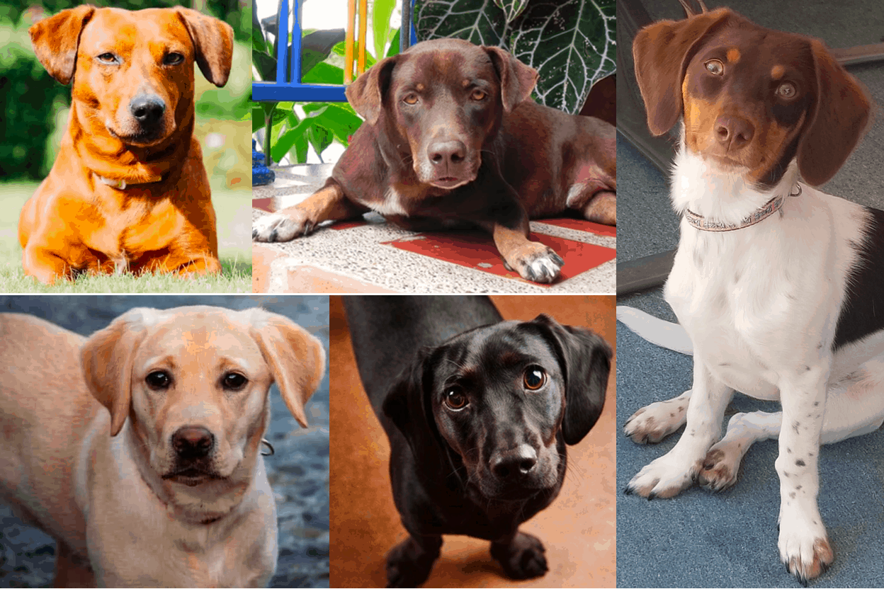 Dachsador Coat colors