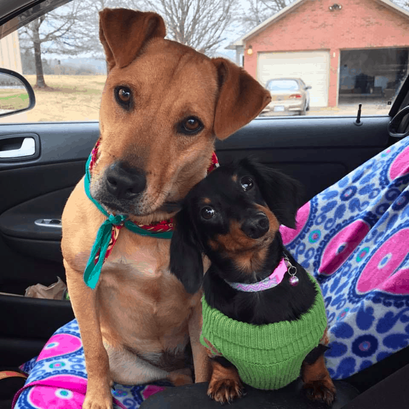 Dachsador Good with other dogs