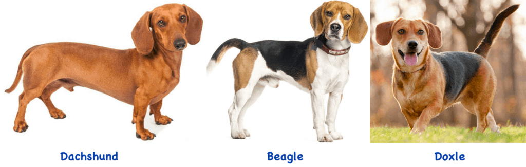 Dachshund - Beagle - Doxle