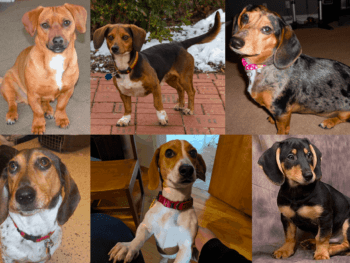 Dachshund Beagle Mix