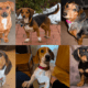 Dachshund Beagle Mix
