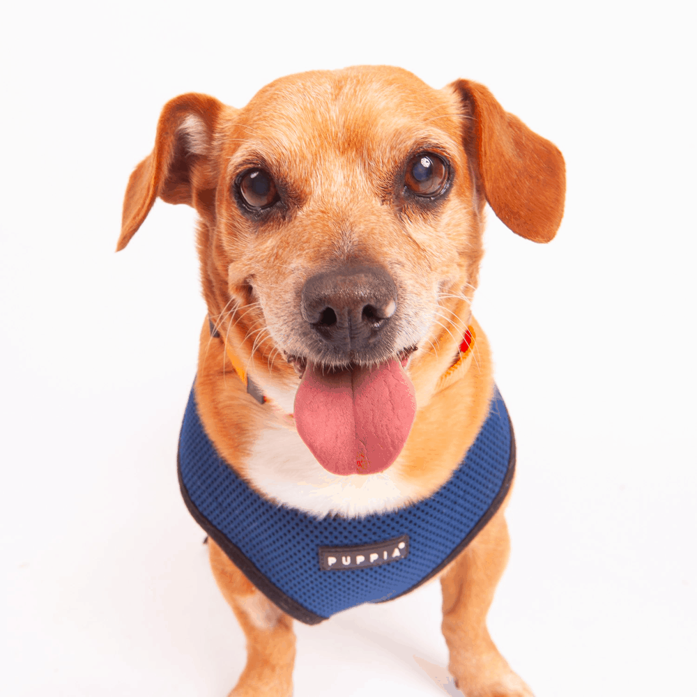 Dachshund Beagle Mix Face