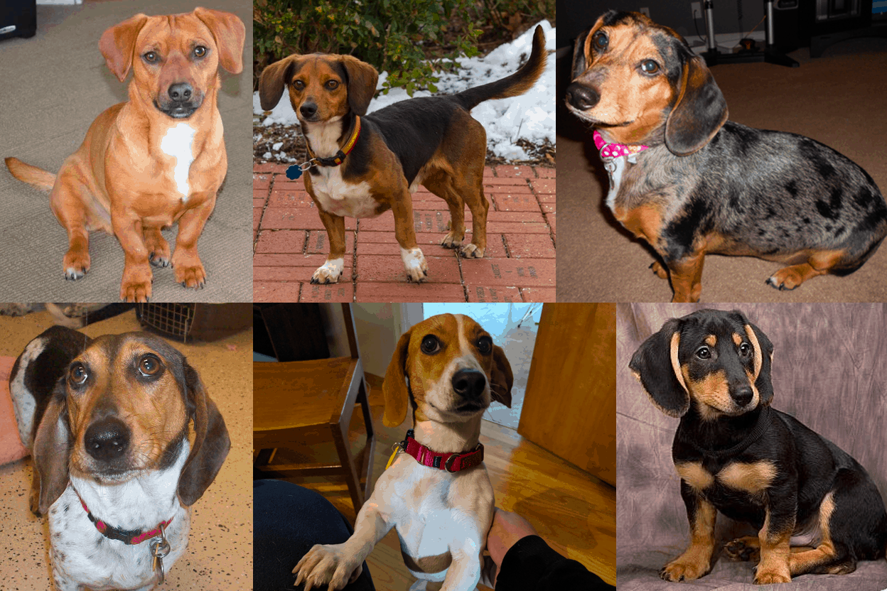 Dachshund Beagle Mix