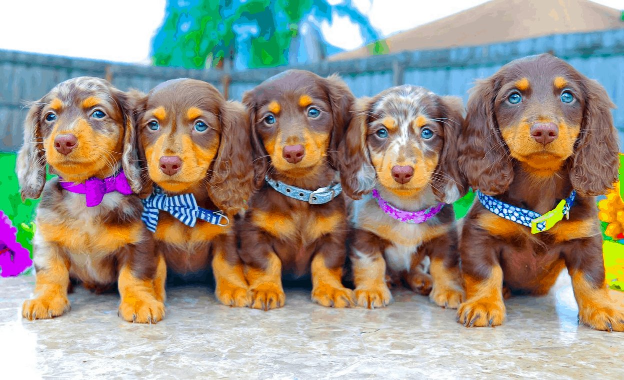 Dachshund Beauty Breeder in Florida