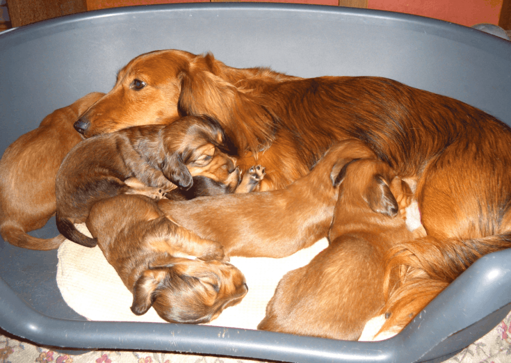 Dachshund Breeding Rules