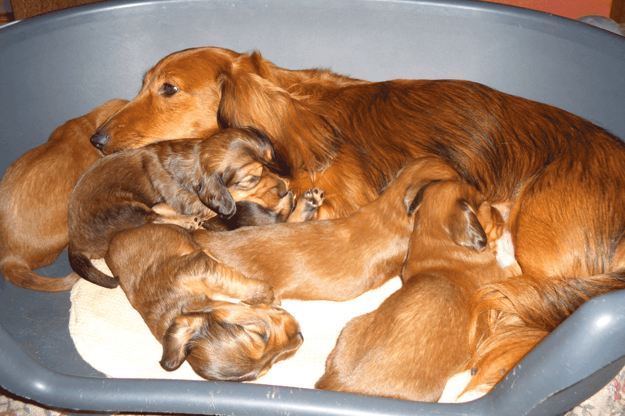 Dachshund Breeding Rules