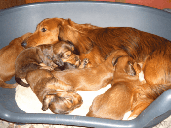Dachshund Breeding Rules