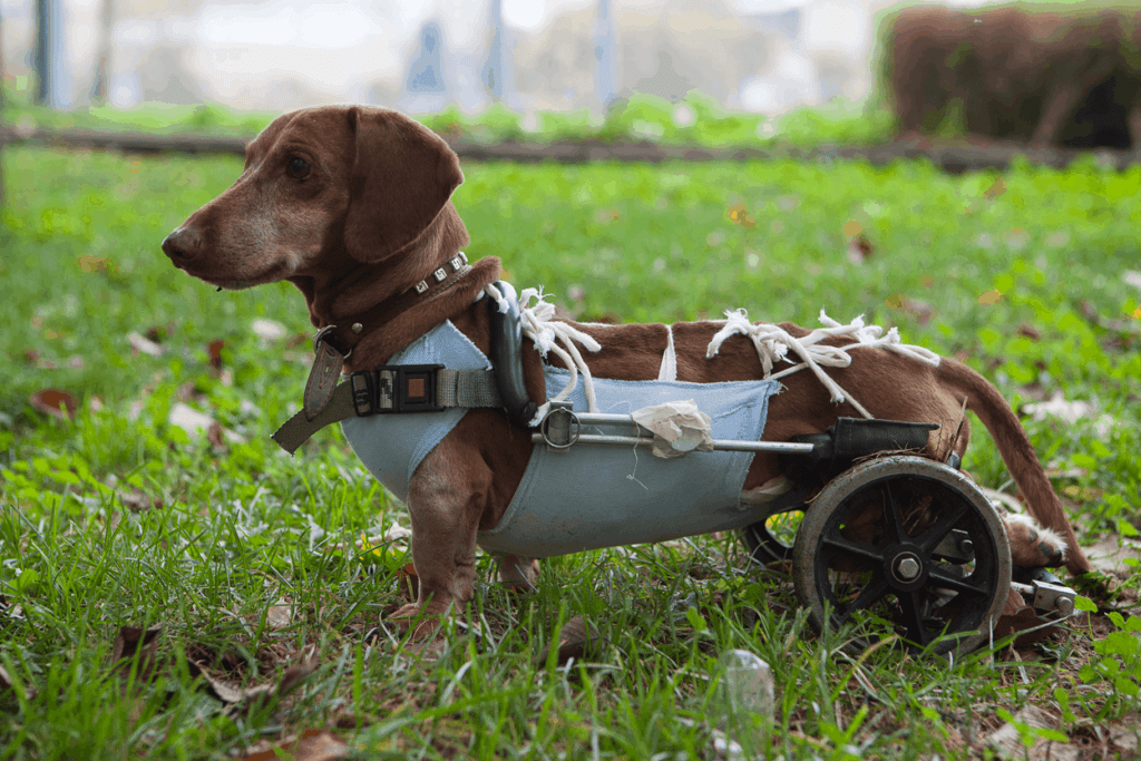 Dachshund Common Health Problems