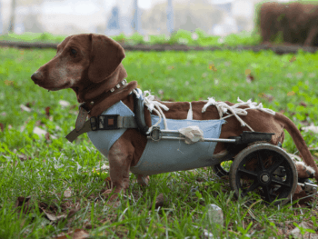 Dachshund Common Health Problems