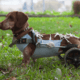 Dachshund Common Health Problems
