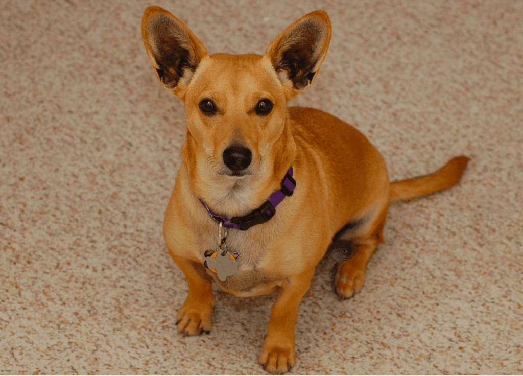 Dachshund Corgi Crossbreed