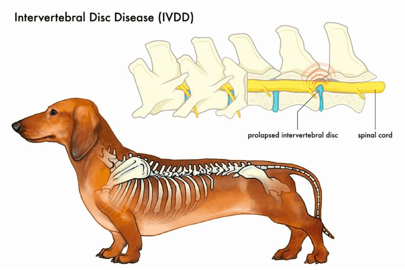 Dachshund IVDD