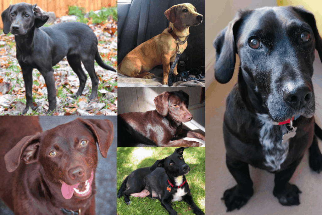 Dachshund Labrador Retriever Mix