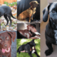 Dachshund Labrador Retriever Mix