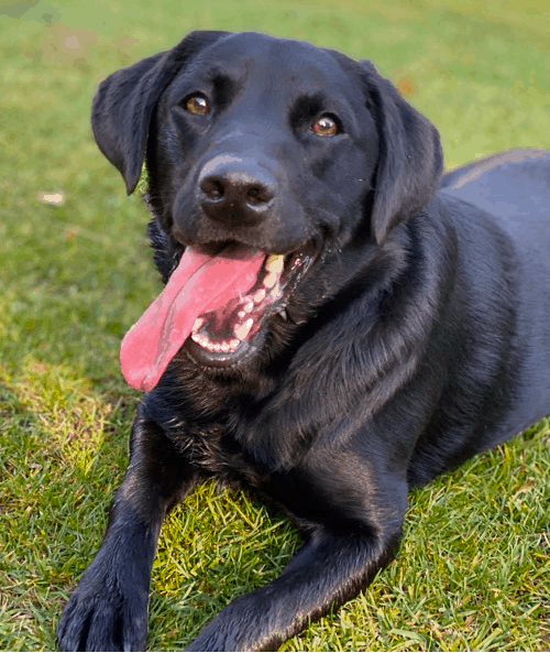 Dachshund Lab Mix Personality