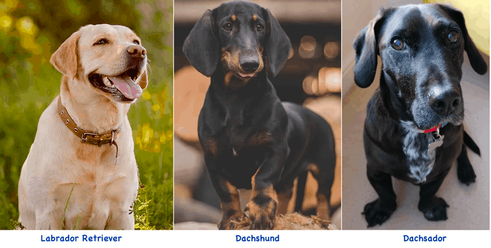 Dachshund Labrador Retriever Mix