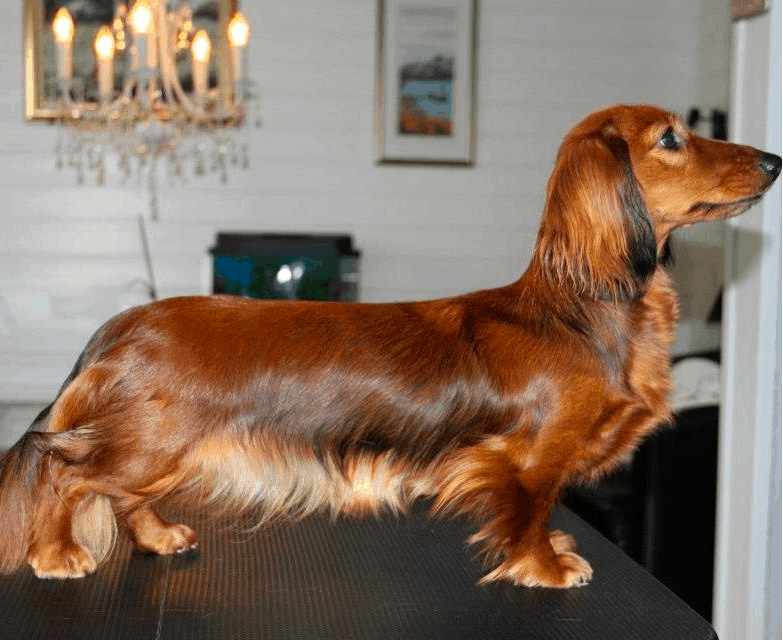 Long-haired Dachshund Grooming Style