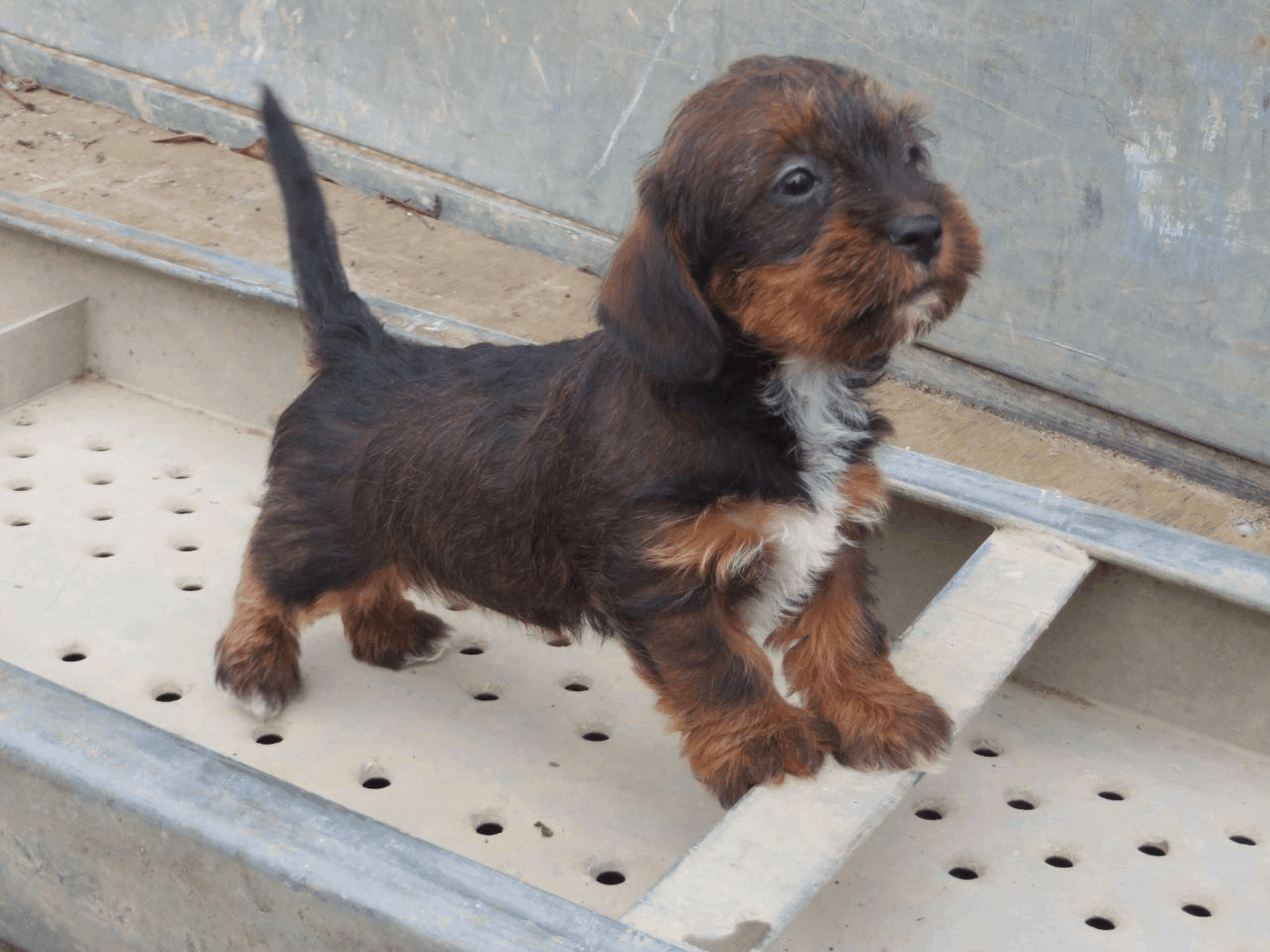 Dachshund Shih-Tzu Mix Puppy