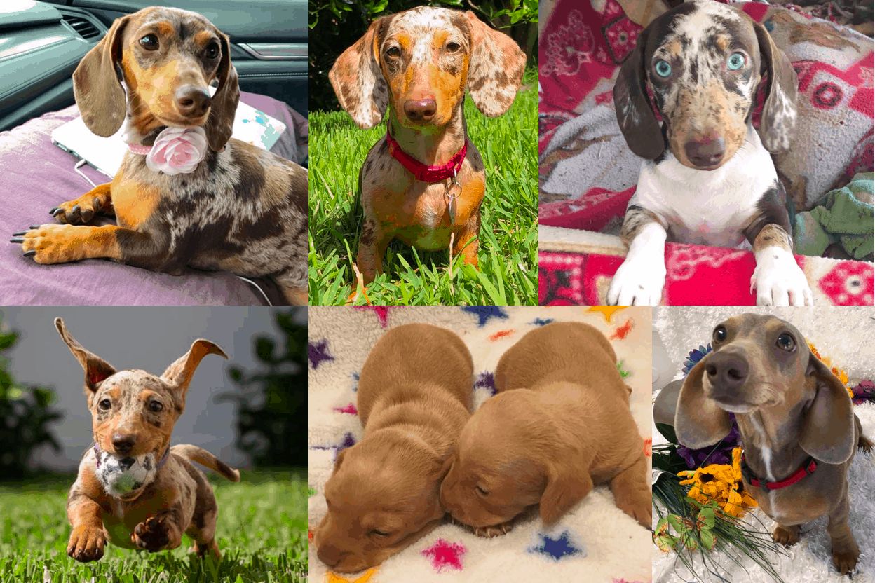 Dachshund Unlimited Breeder in Florida