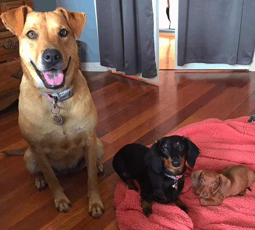 Dachshund and Labrador Retriever Breeds