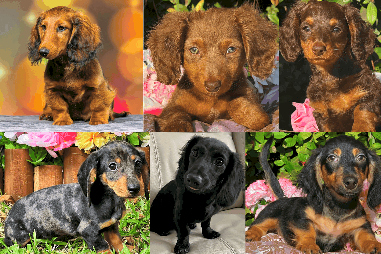 Dachshunds of Castleshield Florida