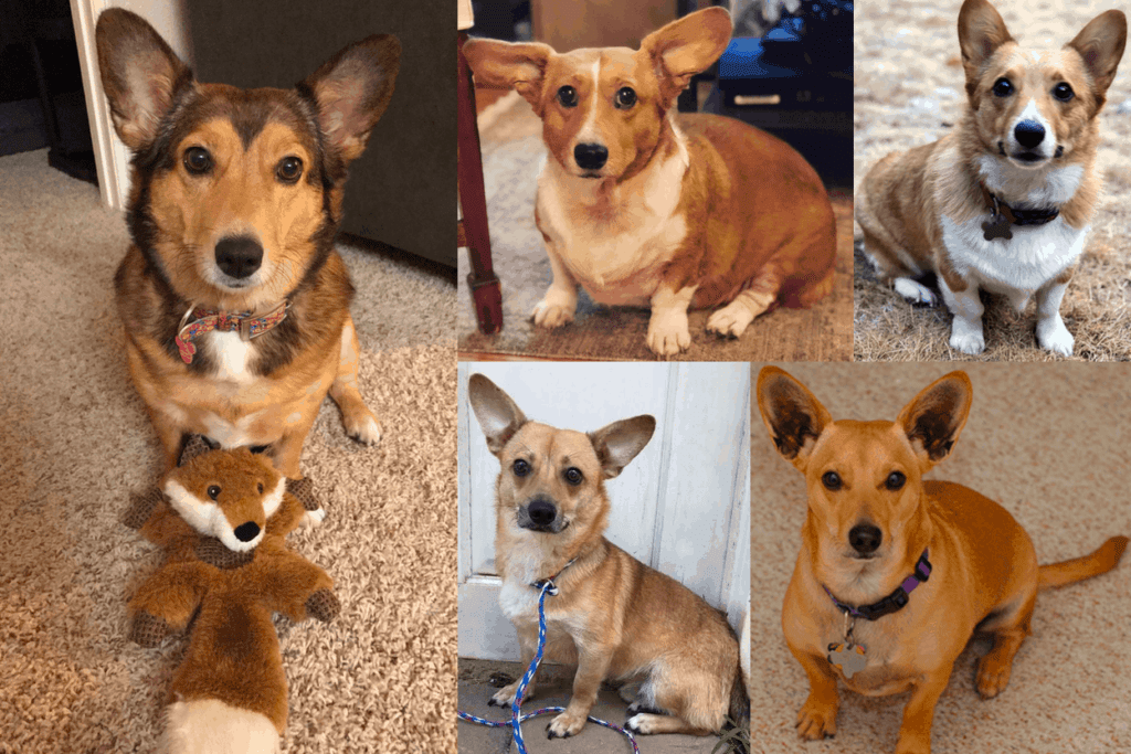 Corgi Dachshund mix