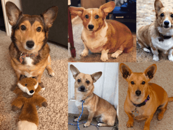 Corgi Dachshund mix