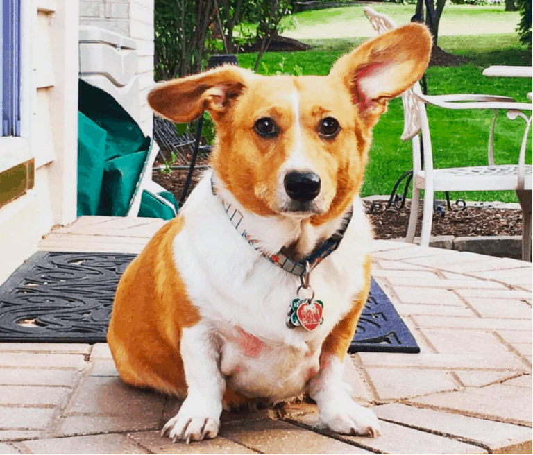 corgi doxie mix corgi doxie mix