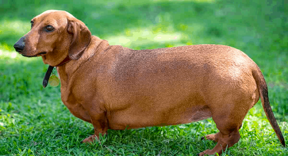 Fat Dachshund