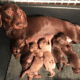 FloriDachs Miniature Dachshunds