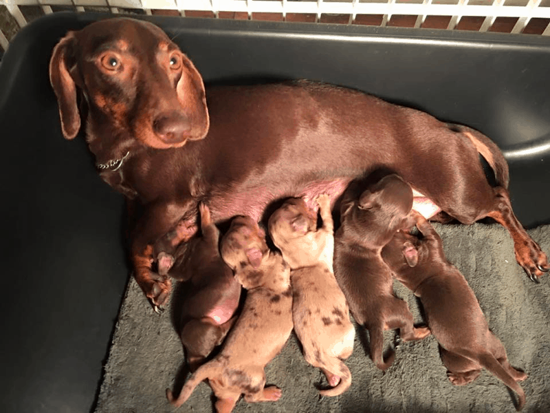 FloriDachs Miniature Dachshunds