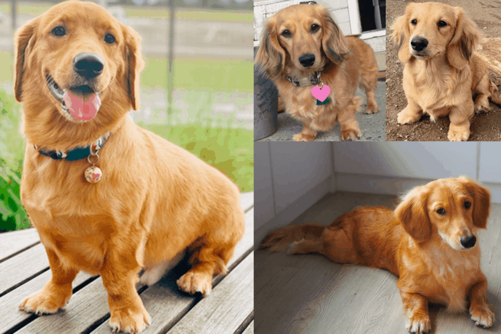 golden retriever dachshund mix