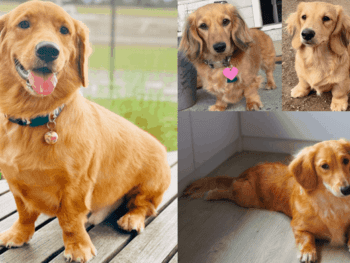 golden retriever dachshund mix