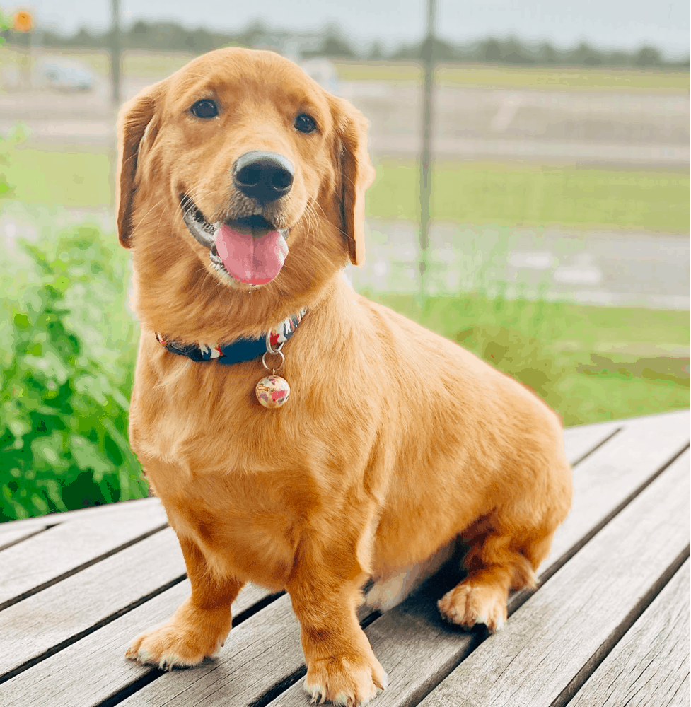 Golden Dox Breed Appearance