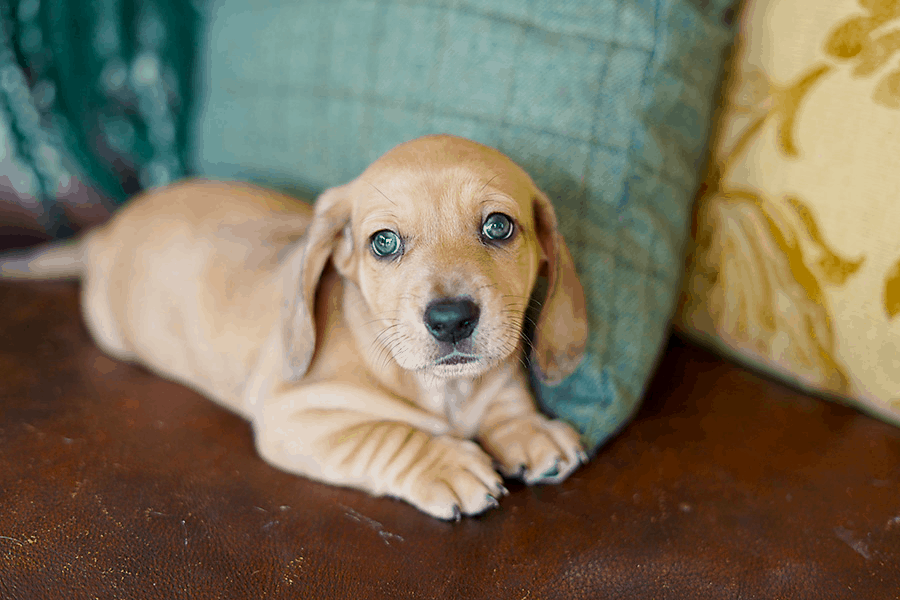 golden retriever dachshund puppy