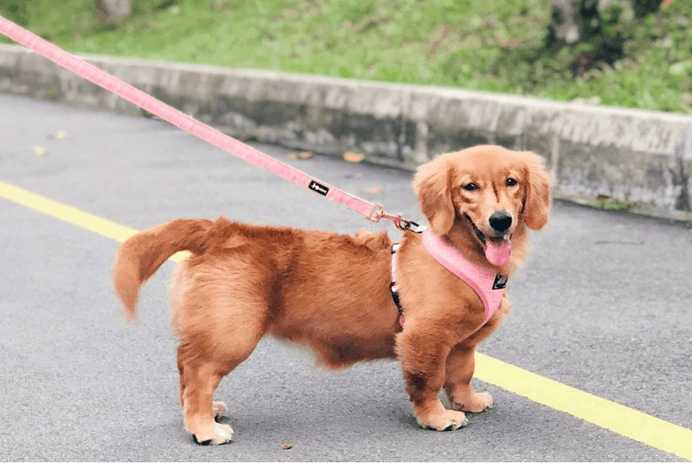 Golden Sausage