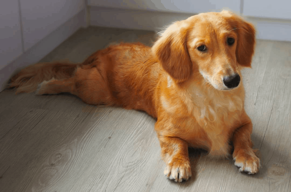Golden Weenie Dog