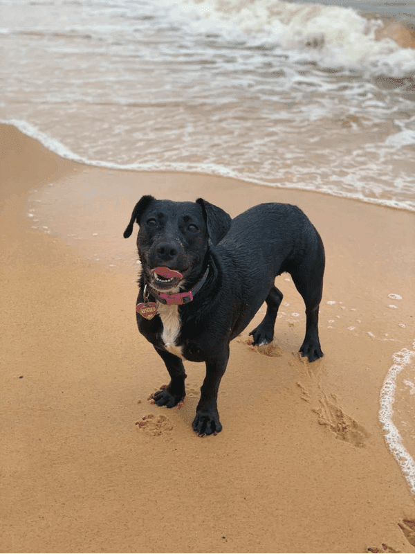 How Much Exercise does a Dachsador need