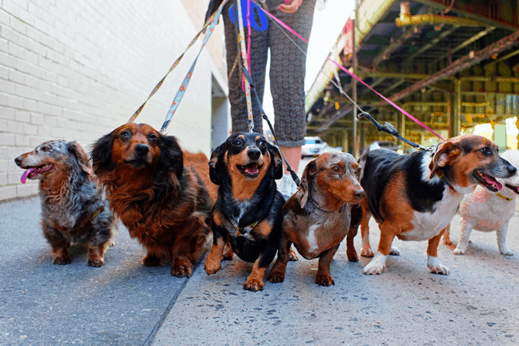 How to Walk Your Dachshunds