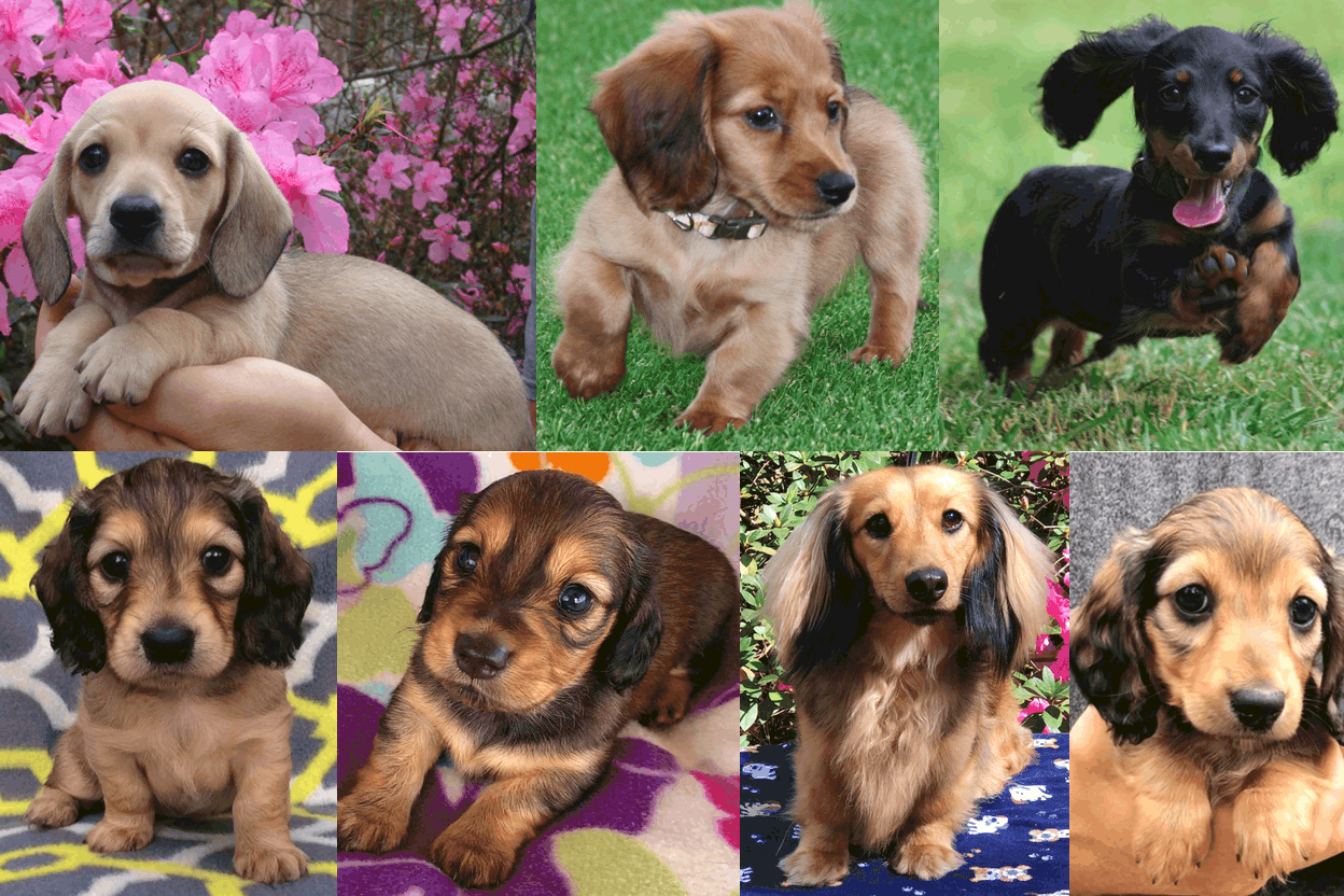 Lena's Mini Doxies Breeder in Florida