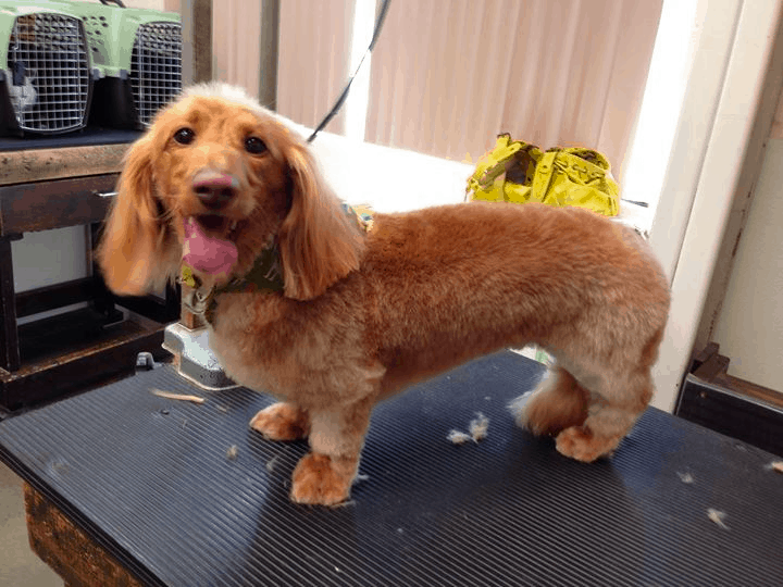Long-haired Dachshund Grooming Style