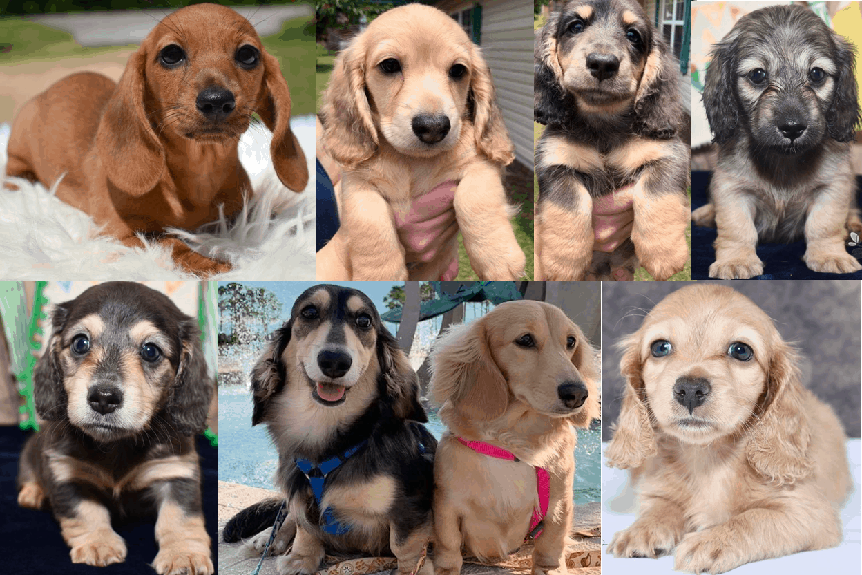 MLT Dachshunds Breeder in Florida