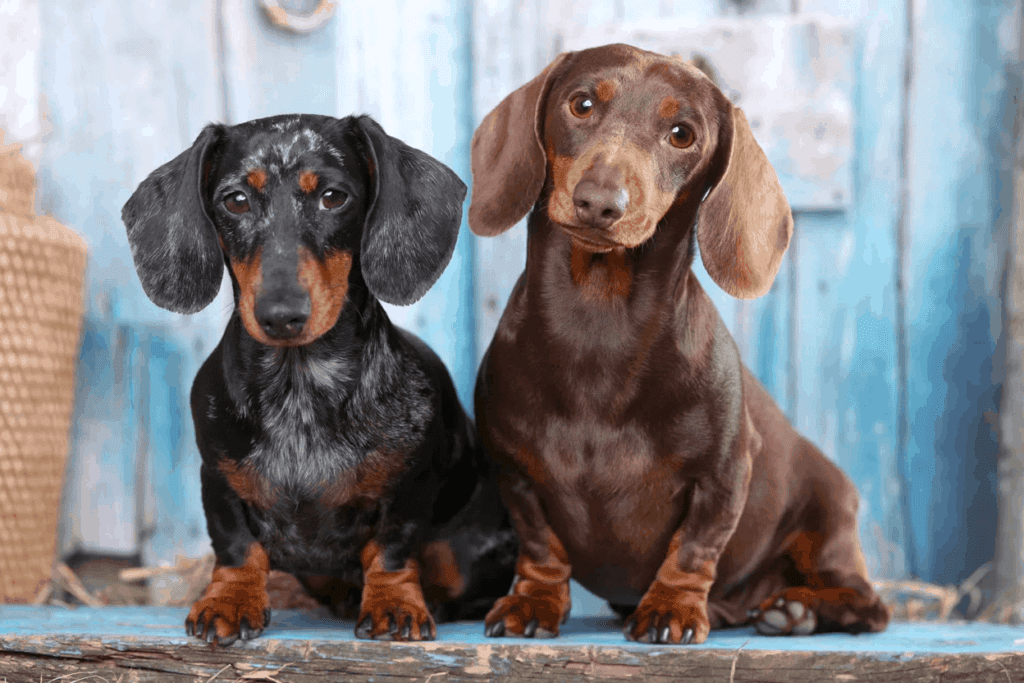 Male or Female Dachshund