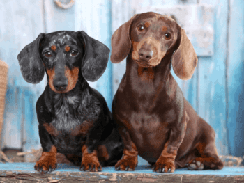 Male or Female Dachshund
